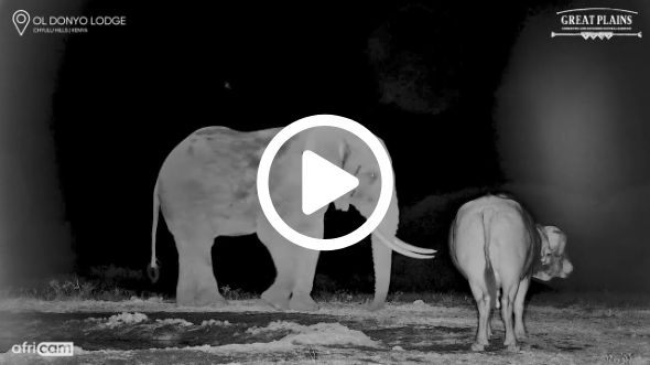 Elephant Kicks Half-Blind Buffalo In The Head