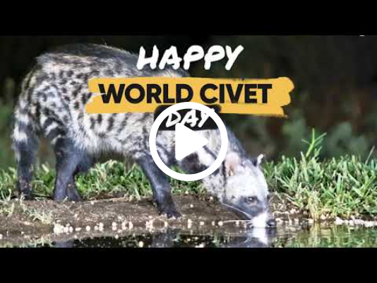 Celebrating African Civets!