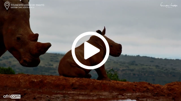 Tired Baby Rhino Sits Down