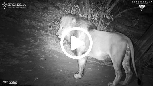 48 Hours of Wild Drama | Leopards, Lion, Hyena & Kudu at Serondella