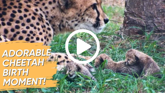 Tammy the Cheetah Gives Birth — Meet Her 4 Newborn Cubs!