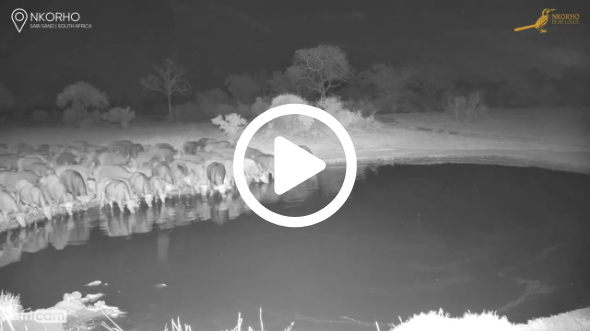 Night Showdown at Nkorho: Buffalo Arrive, Lions & Hyenas Take Notice!