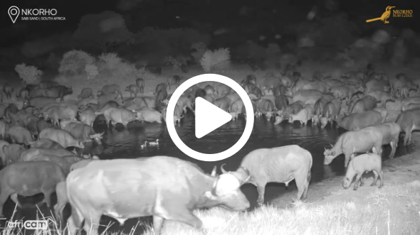 Large Herd Of Buffalo 