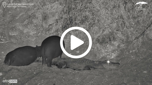 Young Hippo Mistakes Crocodile for a Pillow!