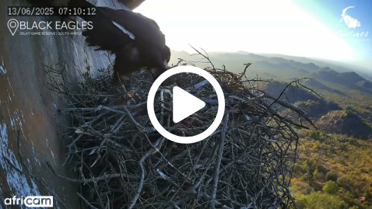 Black Eagle Eaglet Hatches 🐣 | Verreaux's Eagle Nest Cam