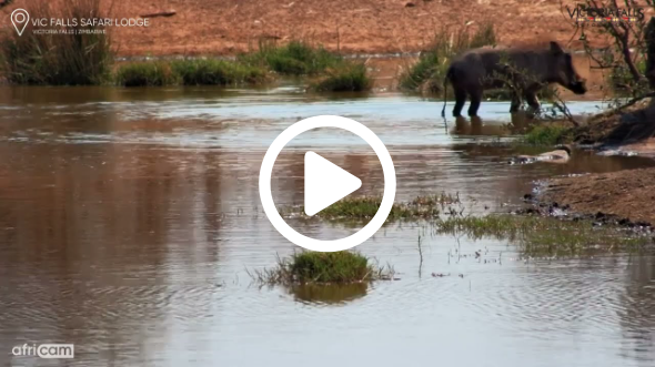 This Warthog’s Day Almost Ended Here…