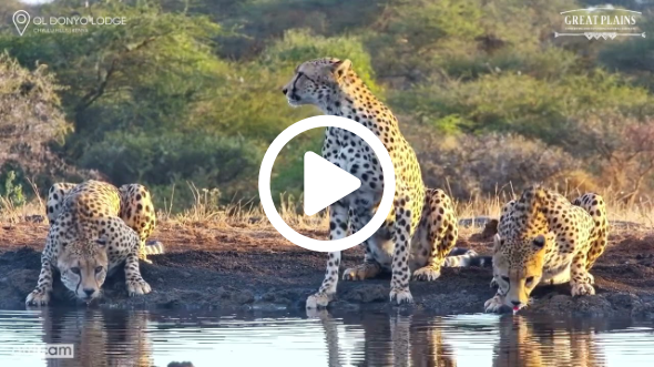 Golden Hour Cheetahs: Trio Arrives for a Drink at ol Donyo