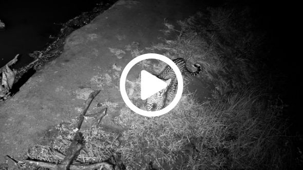Curious Young Leopard Sniffs Live Camera