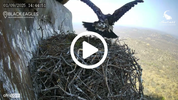 Black Eagle Chick Flaps Above Nest | Almost Ready to Fledge