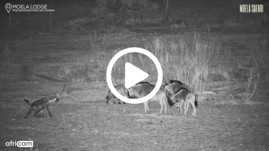 Hyenas Hunt Foiled by Brave Wildebeest Stand-Off