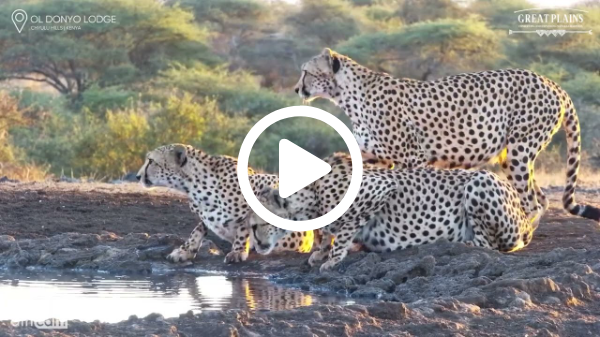 Three Content Cheetahs Cool Off After a Feast