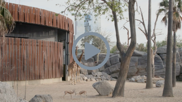 MIRALLES - Clip Parlamento