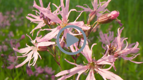 Maximapark_Trailer_UK_02:16