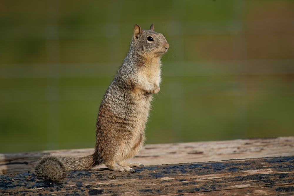 Curious Cute Squirrel