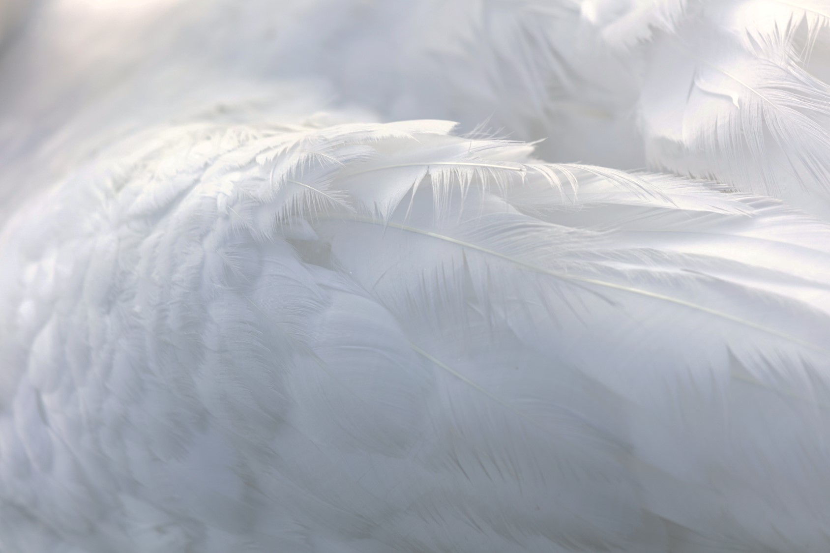 White Feathers