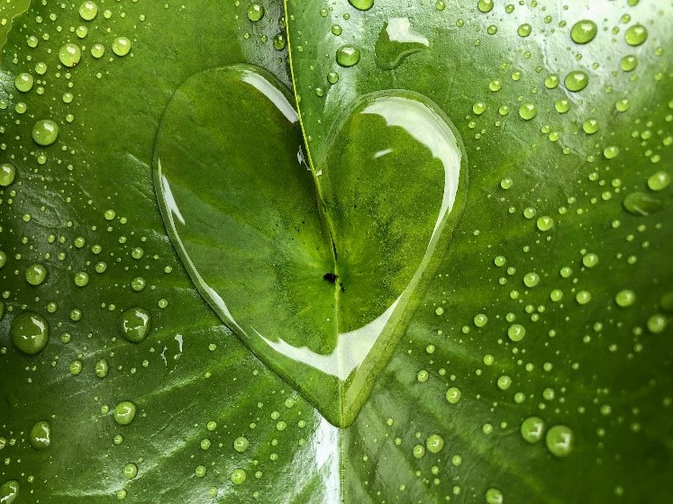 Green Leaf with a Heart-shaped Water Puddle