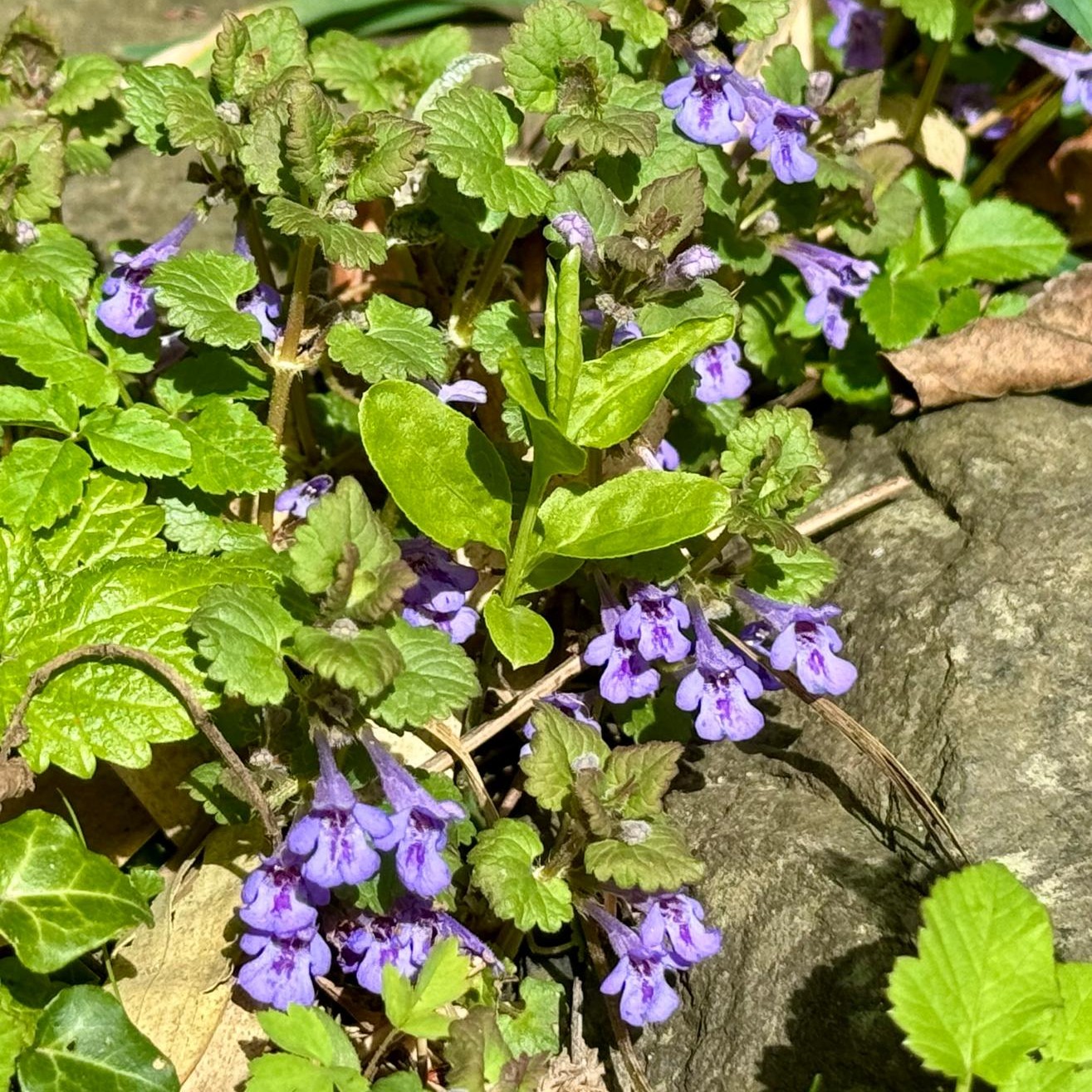 Frühling