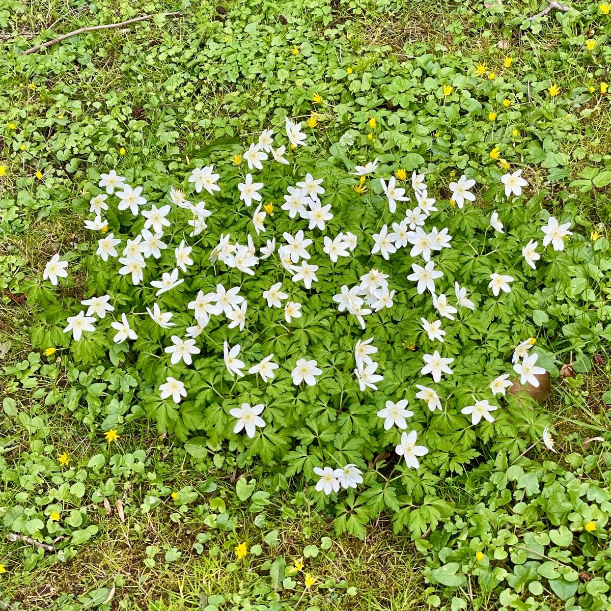 Frühling