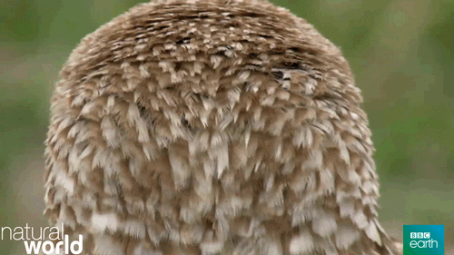 owl turning  head