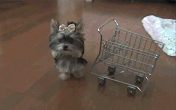 Dog pushing tiny shopping cart