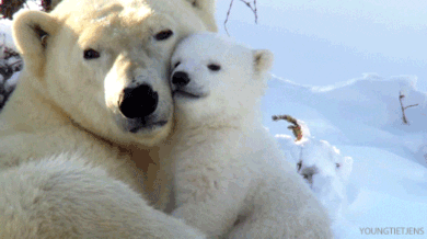 Mama bear cuddling baby bear 