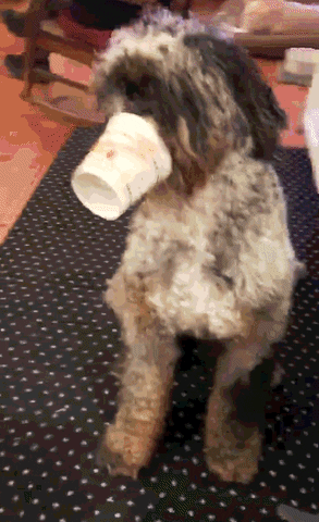dog with cup stuck on nose
