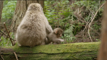Mom monkey pulling back her baby.