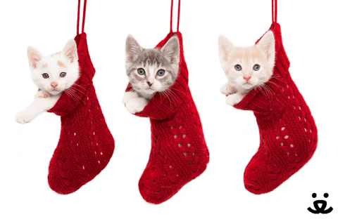 holiday stockings with kittens