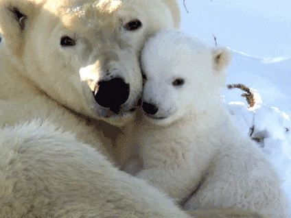 Mama and Baby Bear