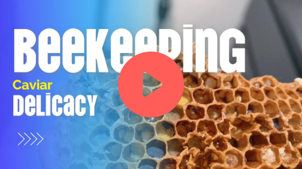 Bee Bread | Beekeeping Caviar | Delicacy #beekeeping #apiary