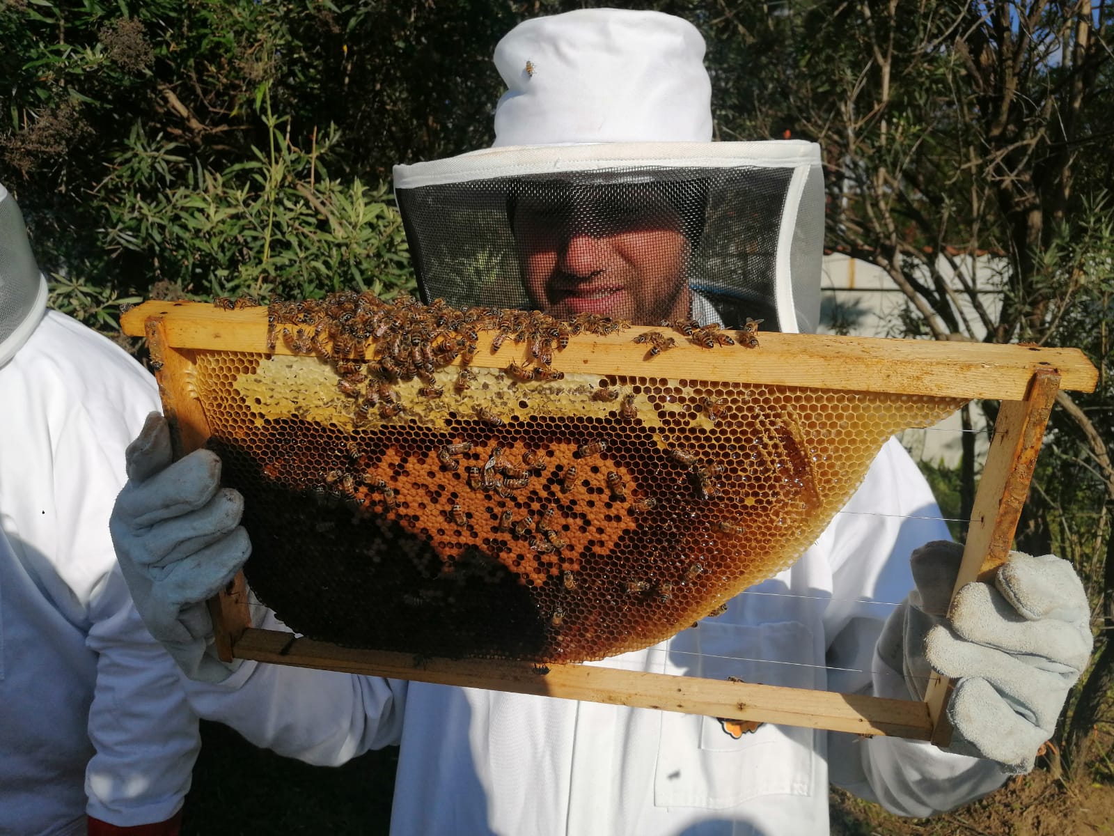Bee Vac for bee removals