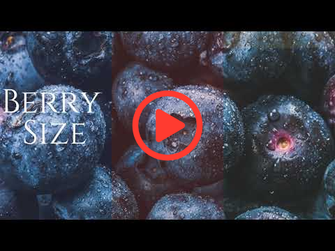 Bees DO THIS To Blueberries | Prof. Hannelie Human Shares Her Research