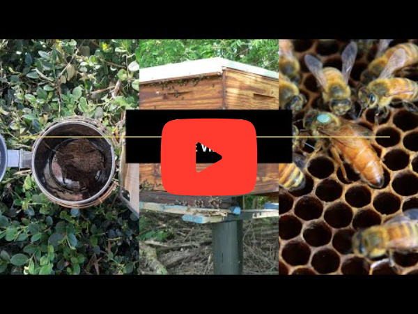Take THESE  5 Steps to Get Your Bees Ready for Spring