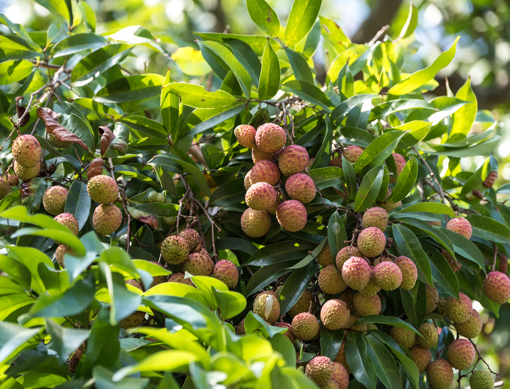 Beekeepers Help Make Litchis!!
