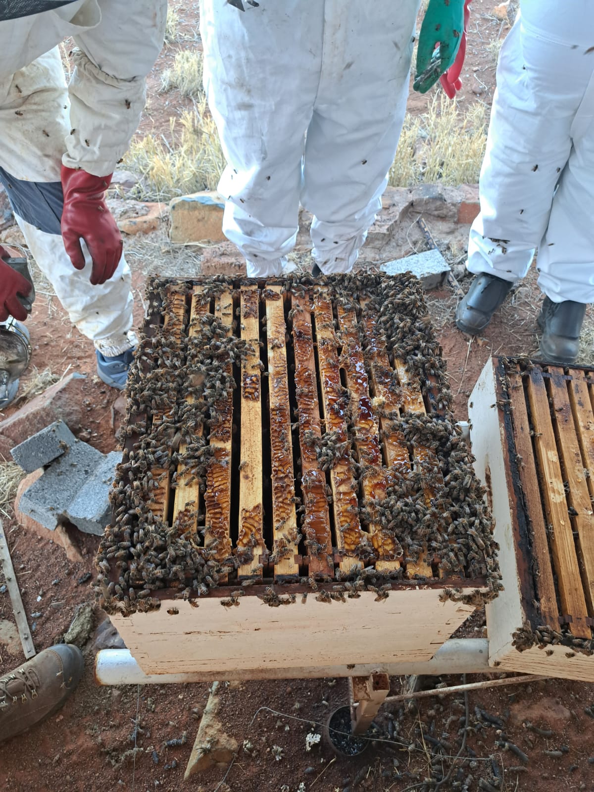 Bee hives and parts