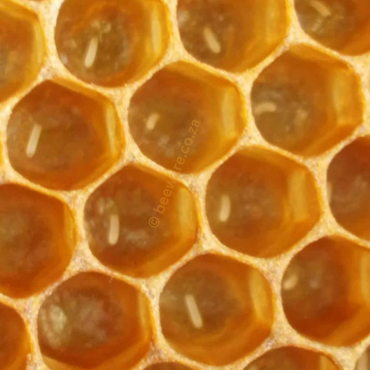 Swarming Queen Cells 