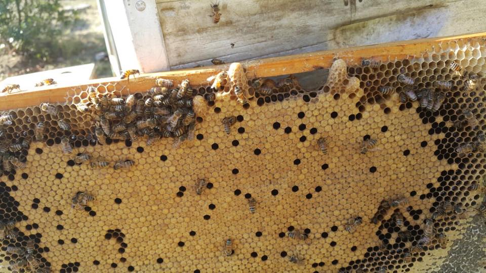 Swarming Queen Cells 