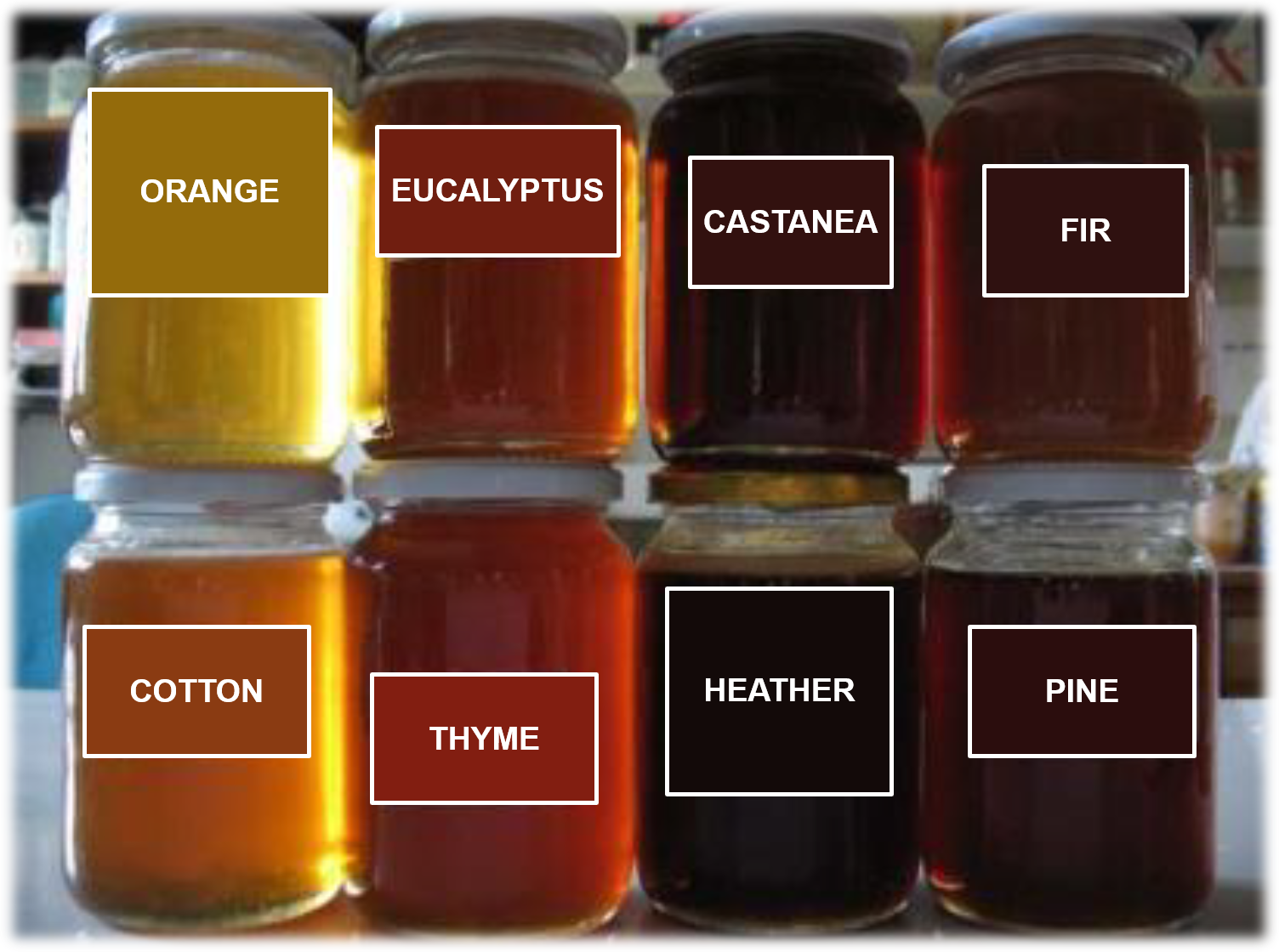 Various honey types and their respective color palette (Image modified from http://tzoumerkabees.blogspot.com/2011/06/blog-post.html).