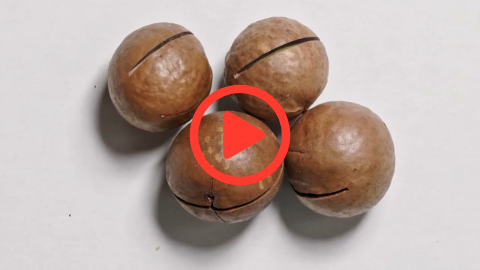 Honeybees DO THIS to Macadamia | Farmers Earn $XXXX More per Hectare! | Prof Hannelie Human