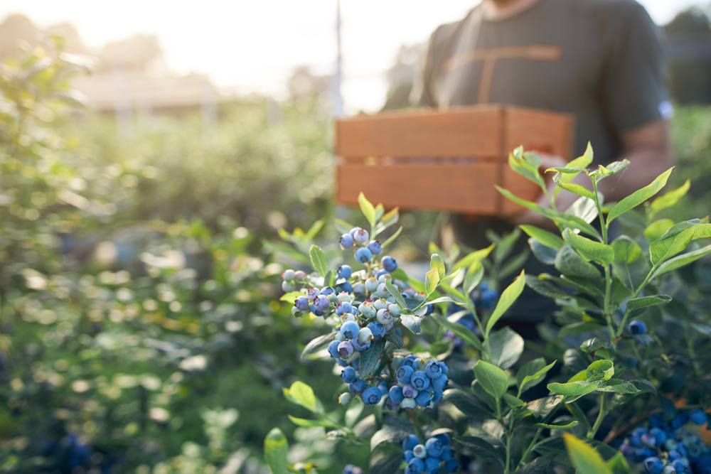 Growing Blueberries