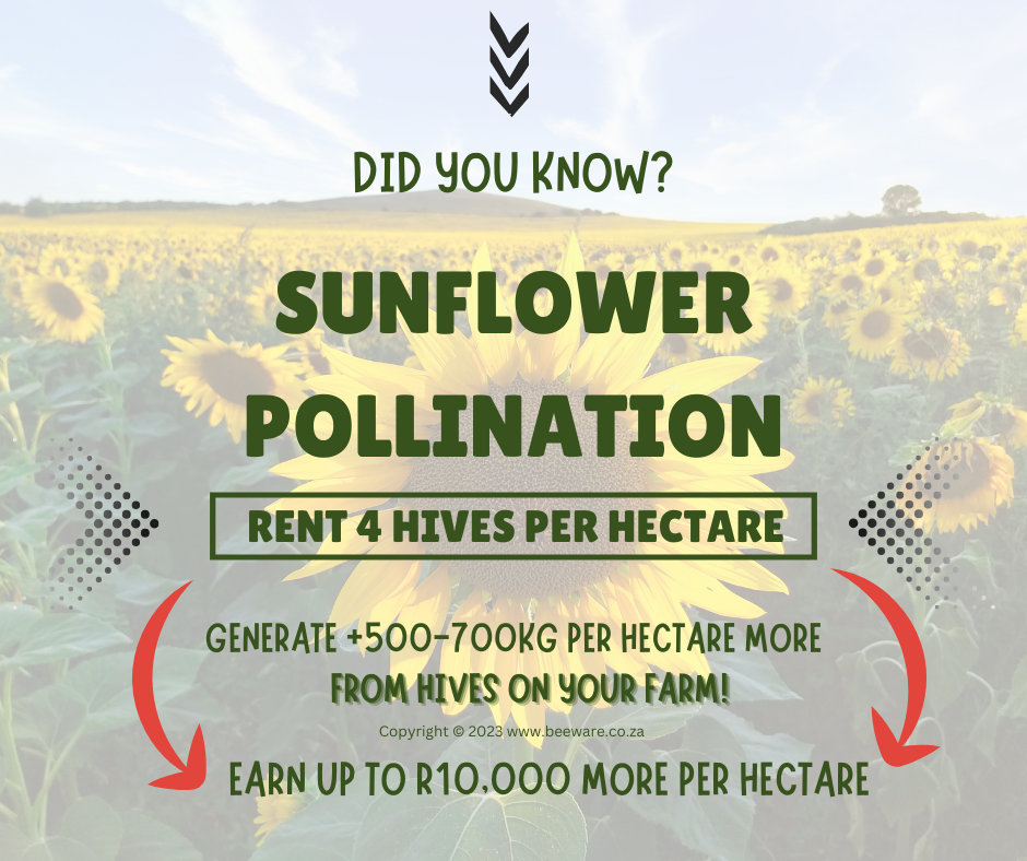 Sunflower Seed Pollination Business Opportunity
