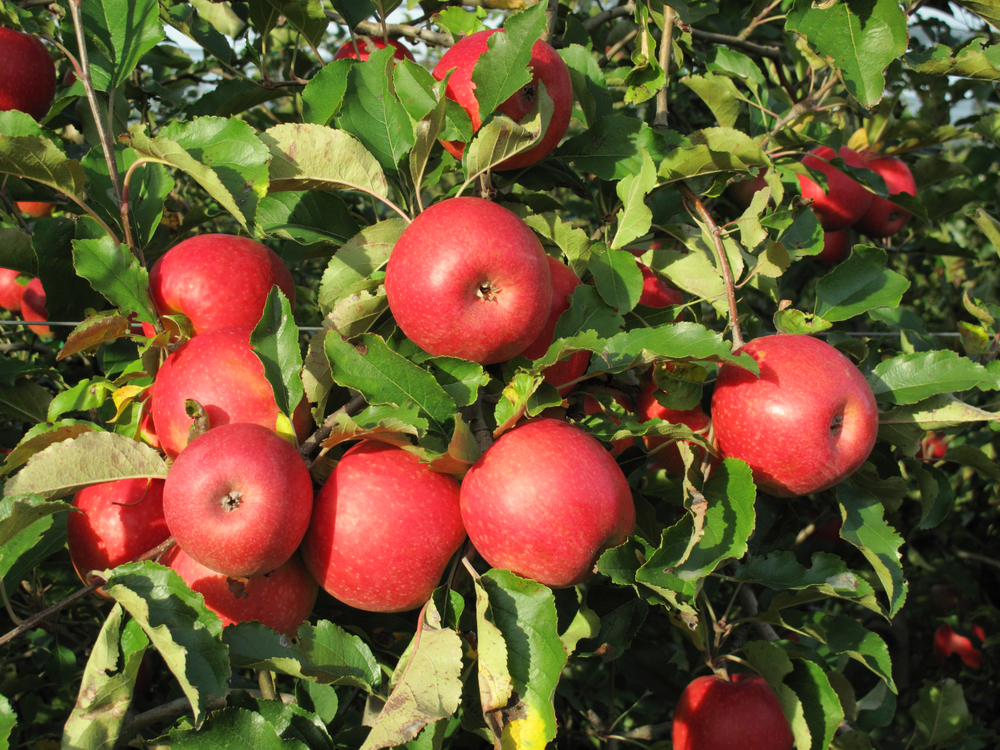 Pink Lady Apples Looking Delicious! 