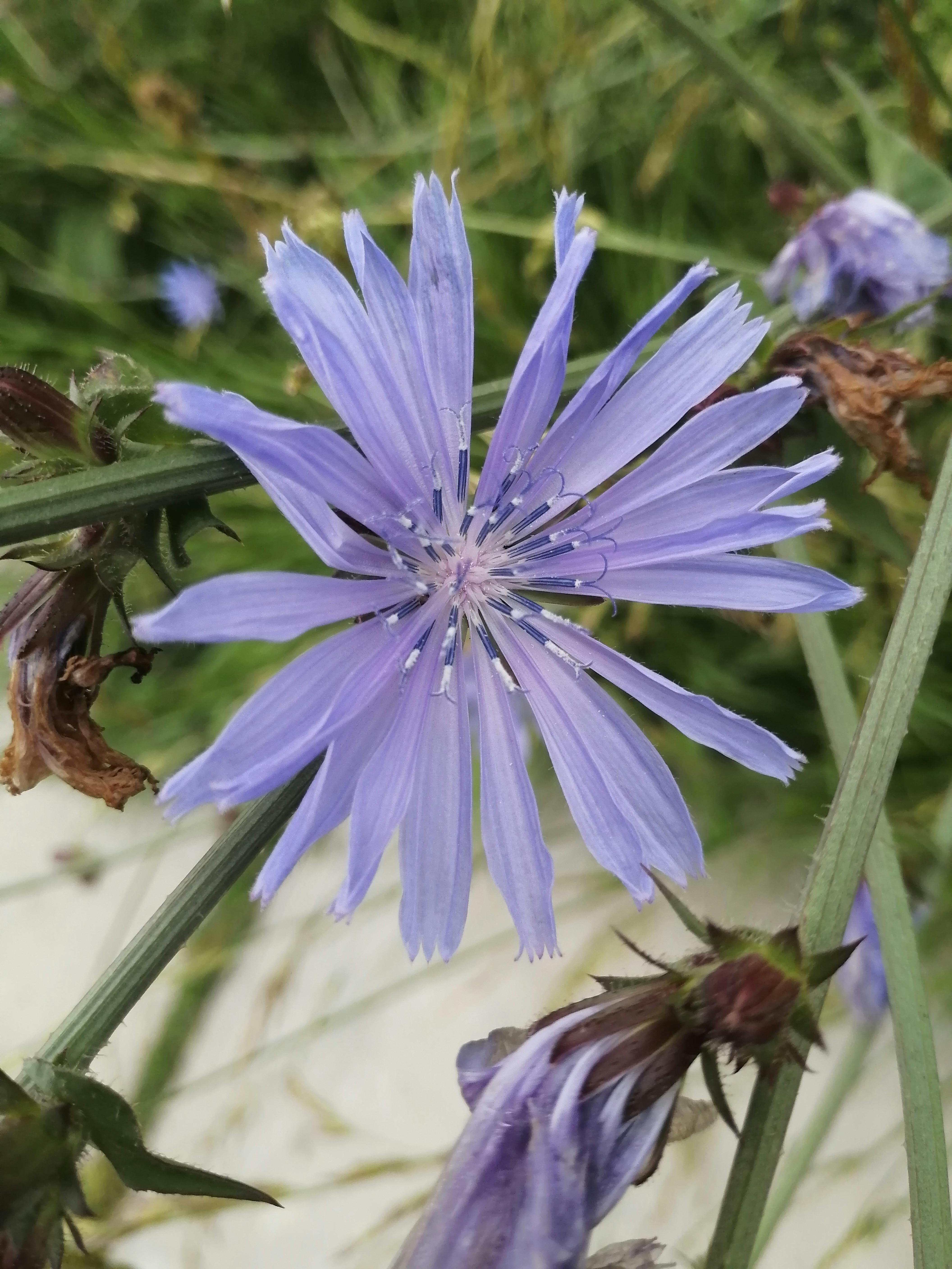 Beautiful Blue Chicory © Ksenia