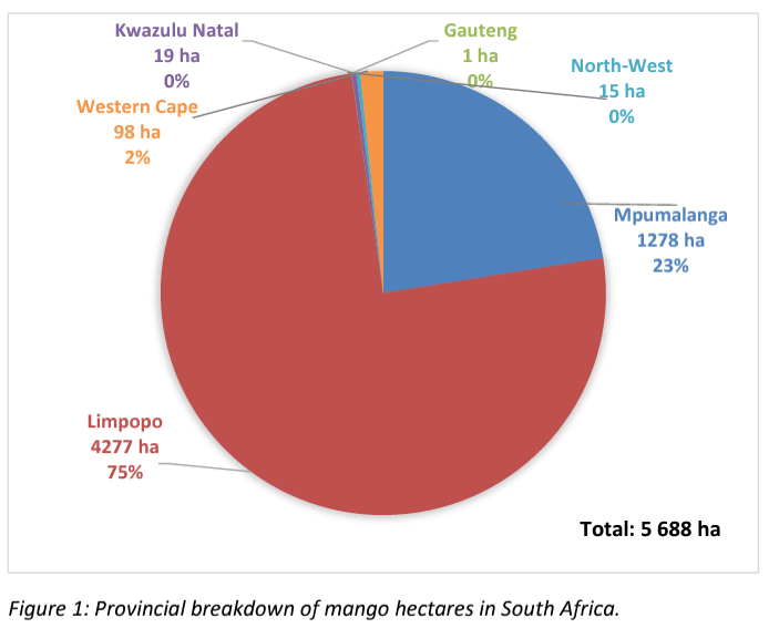 Area planted with Mango Fruit in SA - SAMGA 2023