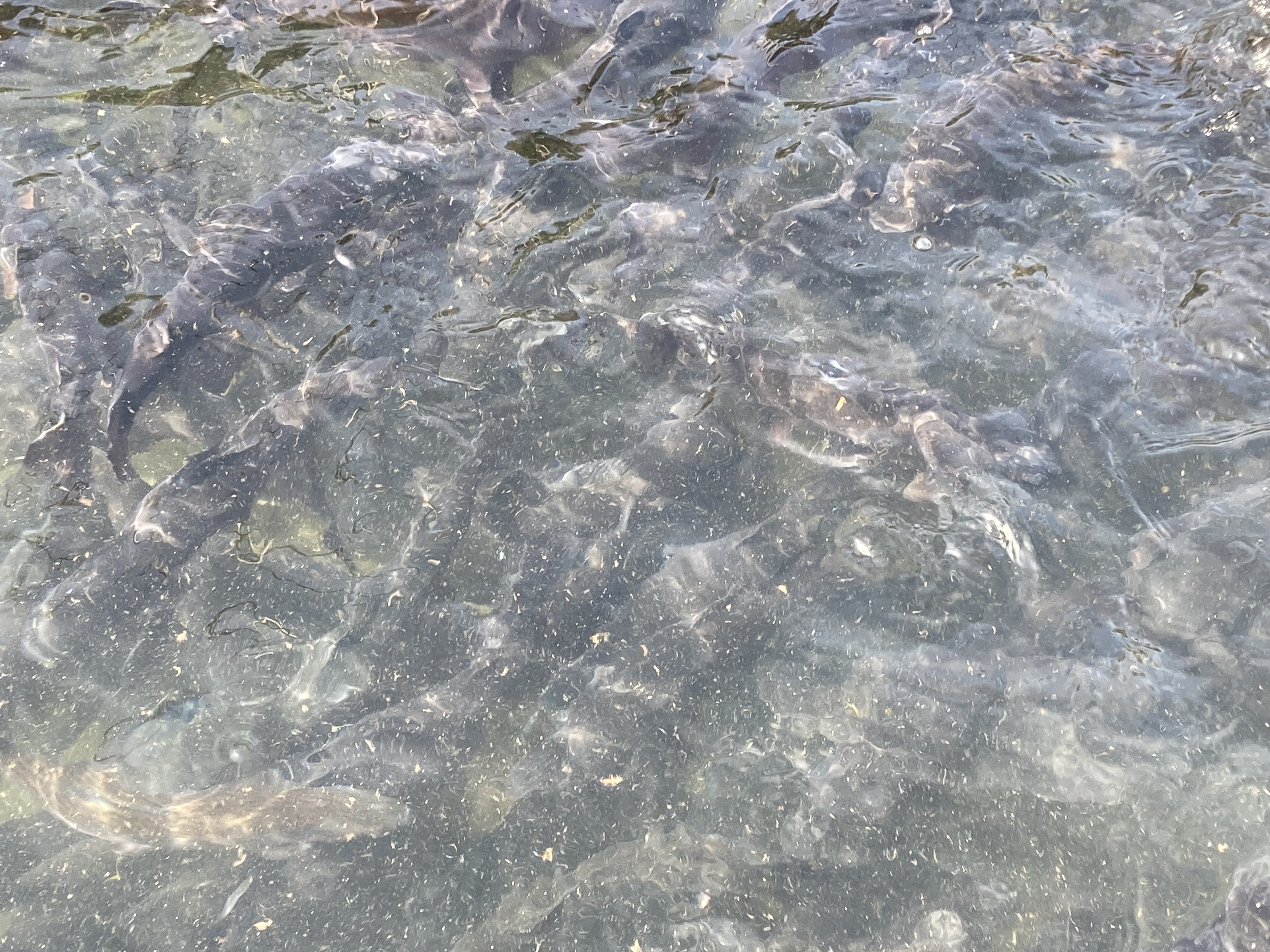 Los peces alimentándose en la piscina.