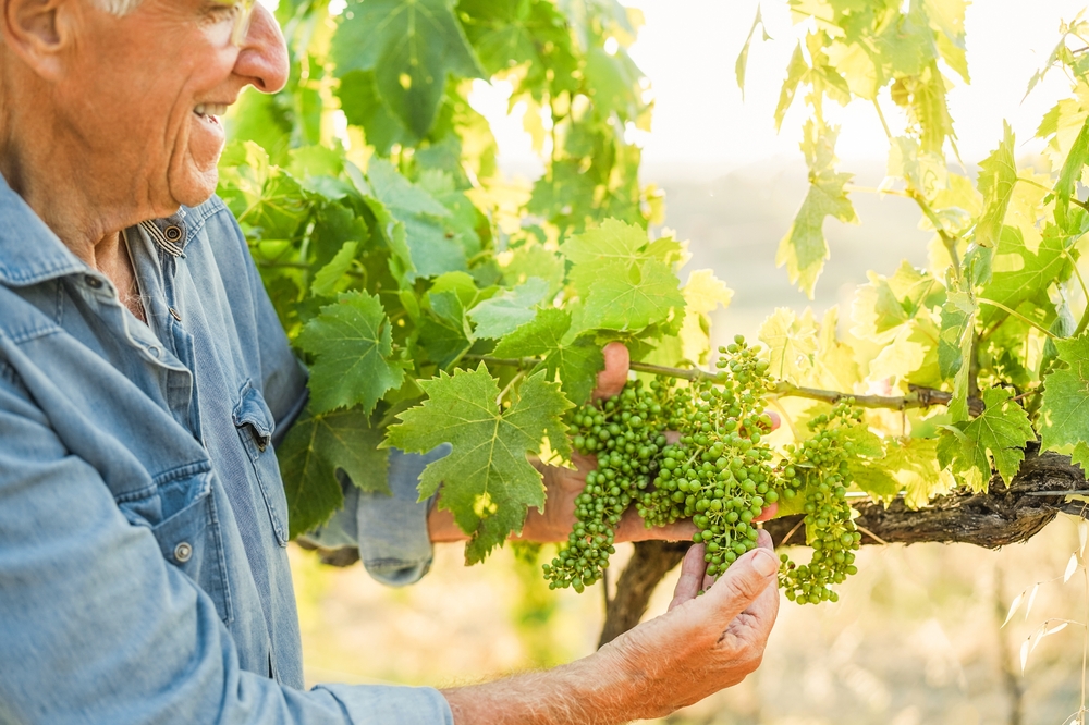 Senior man checking organic grape for wine production inside organic vineyards 