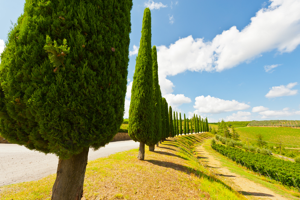 Hill of Tuscany with Vineyard in the Chianti Region.