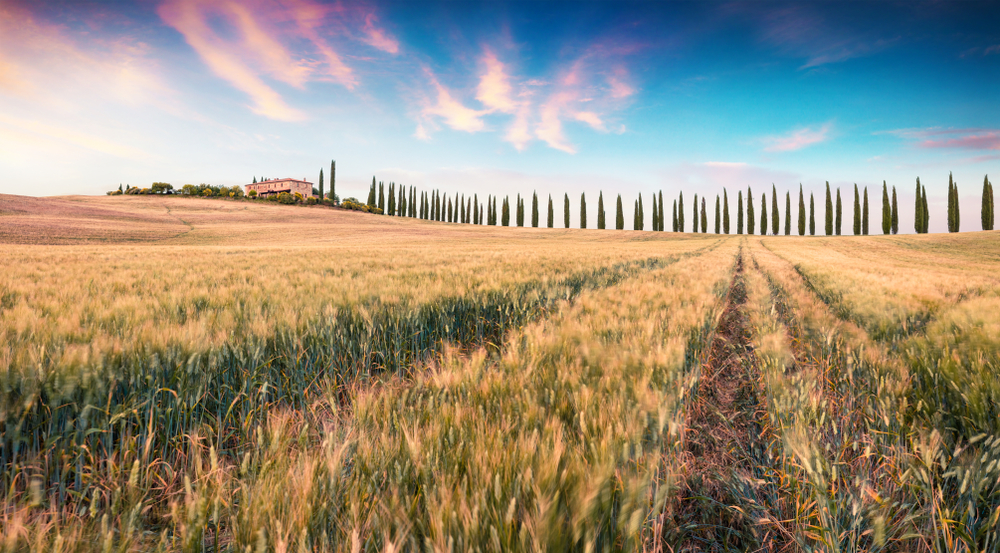 A large field of wheat in Tuscany 