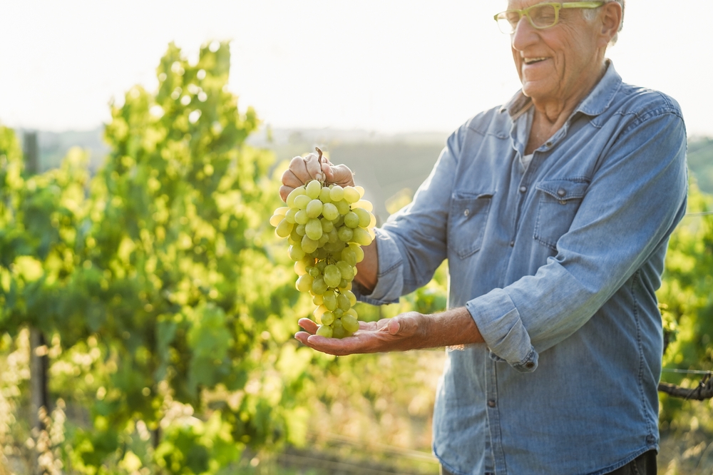 Senior wine producer man holding white grape bunch with vineyard in background - Organic farm and small business concept - Focus.