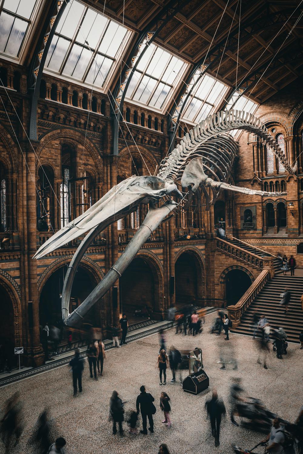 Skeleton in the Natural History Museum in London, England